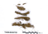 藏品(狹葉小羽苔)的圖片